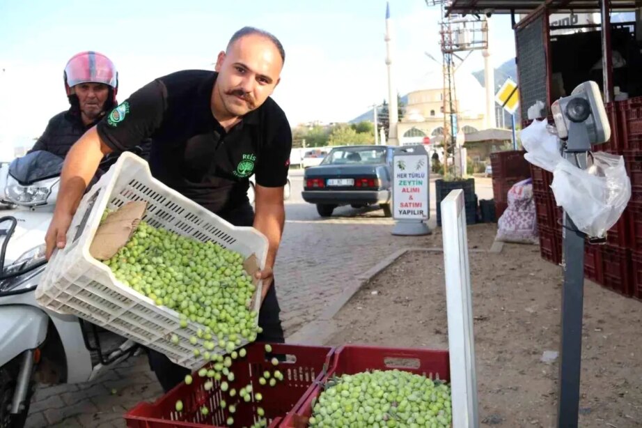 fethiyede zeytin hasadi devam ediyor GpDAVh9f.jpg
